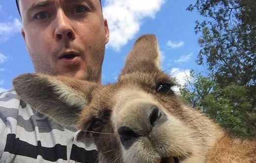 The man has a shocked expression on his face as the Kangaroo leans in for a selfie.