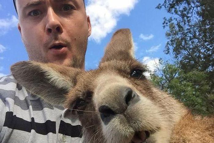The man has a shocked expression on his face as the Kangaroo leans in for a selfie.