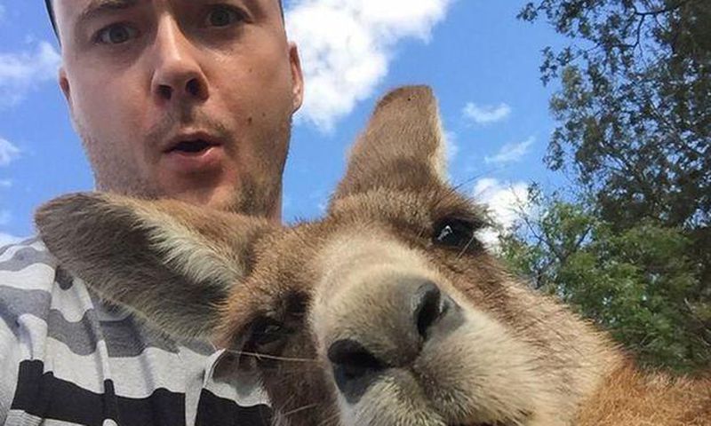 The man has a shocked expression on his face as the Kangaroo leans in for a selfie.