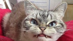 ___4085150___https:______static.pulse.com.gh___webservice___escenic___binary___4085150___2015___8___19___13___loki-the-cat