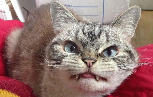 ___4085150___https:______static.pulse.com.gh___webservice___escenic___binary___4085150___2015___8___19___13___loki-the-cat