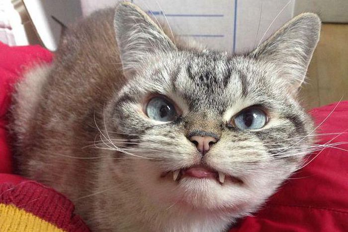 ___4085150___https:______static.pulse.com.gh___webservice___escenic___binary___4085150___2015___8___19___13___loki-the-cat