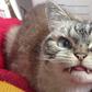 ___4085150___https:______static.pulse.com.gh___webservice___escenic___binary___4085150___2015___8___19___13___loki-the-cat