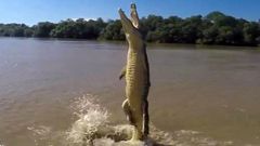 Terrifying footage shows a crocodile standing vertically on his tail as he lunges for a hunk of meat being dangled above it.