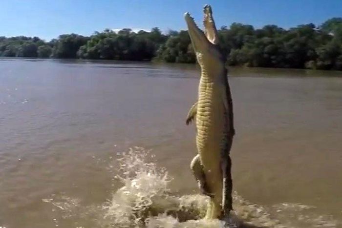 Terrifying footage shows a crocodile standing vertically on his tail as he lunges for a hunk of meat being dangled above it.