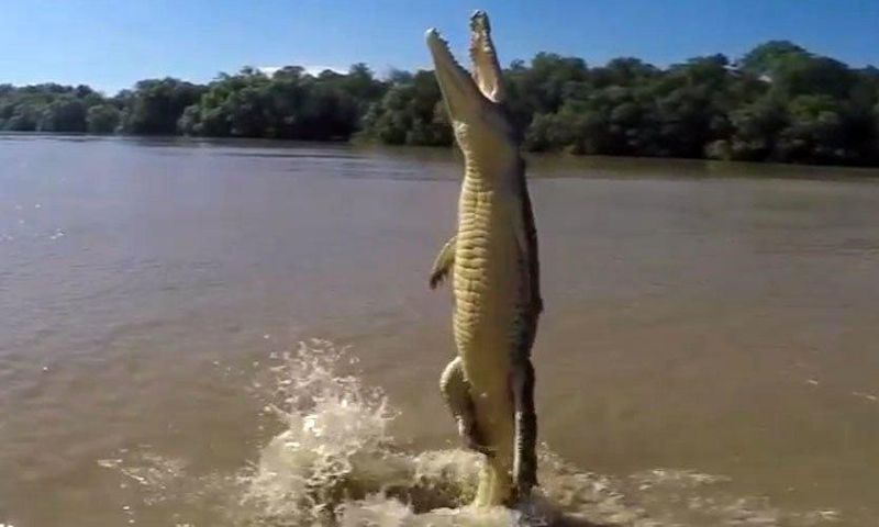 Terrifying footage shows a crocodile standing vertically on his tail as he lunges for a hunk of meat being dangled above it.