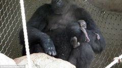Heartbreaking: Shira the gorilla, living at Frankfurt Zoo, tragically lost her week-old baby 