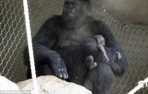 Heartbreaking: Shira the gorilla, living at Frankfurt Zoo, tragically lost her week-old baby 