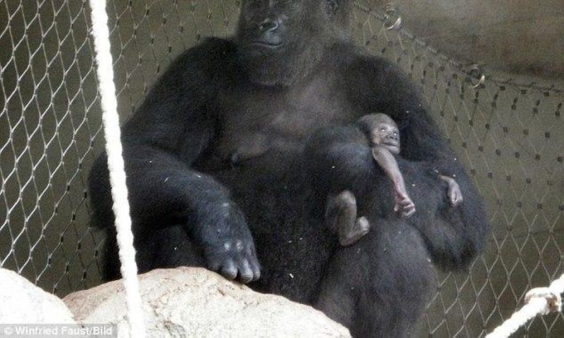 Heartbreaking: Shira the gorilla, living at Frankfurt Zoo, tragically lost her week-old baby 