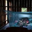 ___3843810___https:______static.pulse.com.gh___webservice___escenic___binary___3843810___2015___6___9___10___Malaria-bednet-Cambodia-008