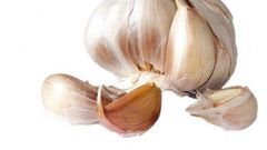 Garlic