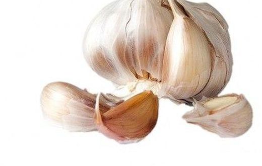 Garlic