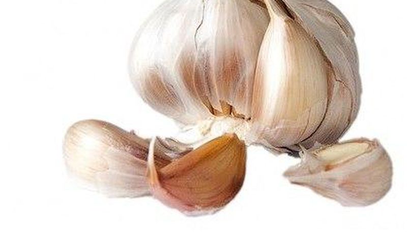 Garlic