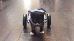 Cassidy the kitten taking his first unaided steps