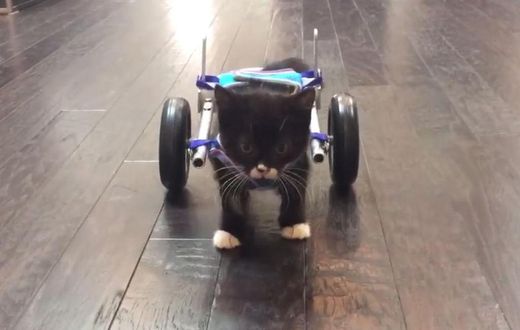 Cassidy the kitten taking his first unaided steps
