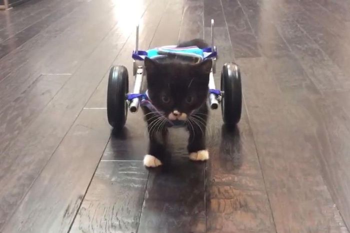 Cassidy the kitten taking his first unaided steps