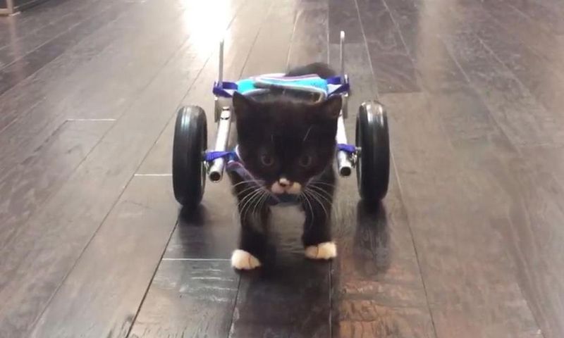 Cassidy the kitten taking his first unaided steps