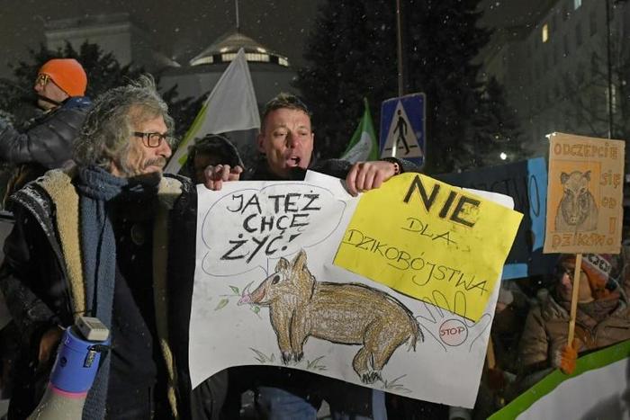 Activists have protested against a mass cull of wild boar ordered by Polish authorities to stem the spread of African swine fever that poses a threat to the country's pork industry