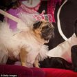Pug bride Jasmine wears $2,000 dress as she marries her canine boyfriend