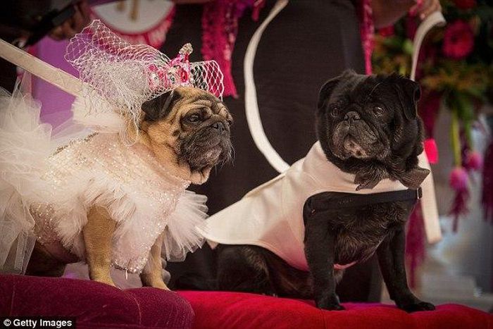 Pug bride Jasmine wears $2,000 dress as she marries her canine boyfriend