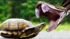 ___4192421___https:______static.pulse.com.gh___webservice___escenic___binary___4192421___2015___9___22___17___snake+bites+tortoise