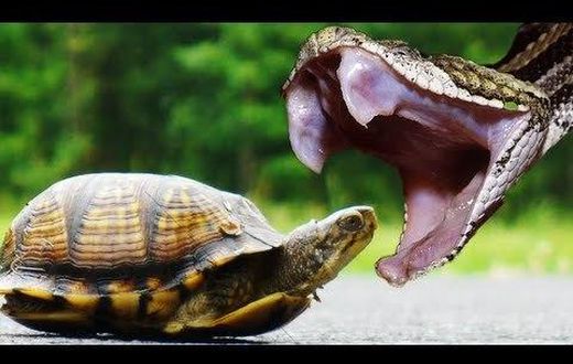 ___4192421___https:______static.pulse.com.gh___webservice___escenic___binary___4192421___2015___9___22___17___snake+bites+tortoise