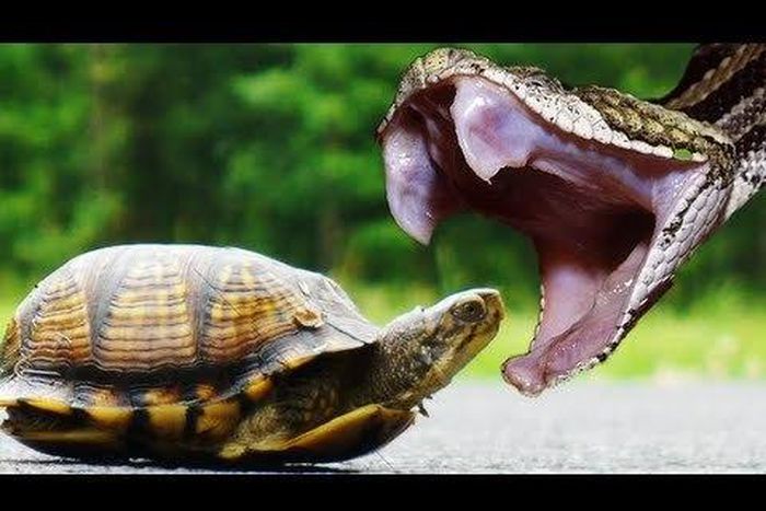 ___4192421___https:______static.pulse.com.gh___webservice___escenic___binary___4192421___2015___9___22___17___snake+bites+tortoise