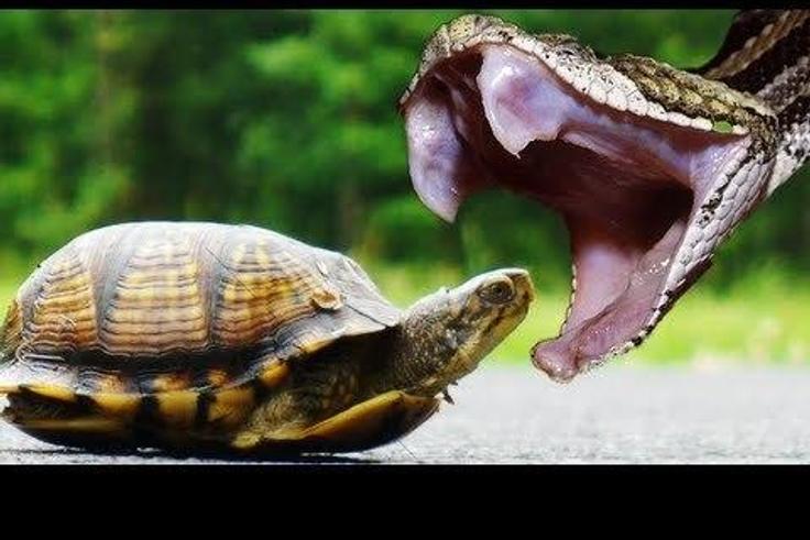 ___4192421___https:______static.pulse.com.gh___webservice___escenic___binary___4192421___2015___9___22___17___snake+bites+tortoise