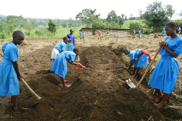 Ugandan school pupils in a farm (illustratrive purposes only)