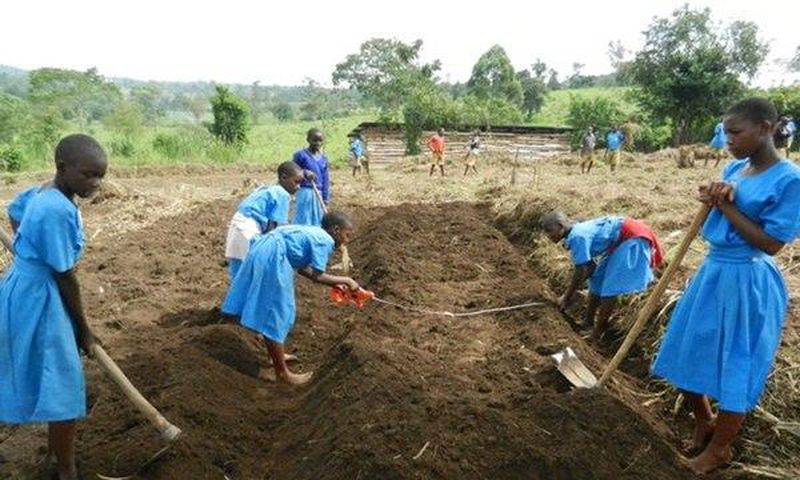 Ugandan school pupils in a farm (illustratrive purposes only)