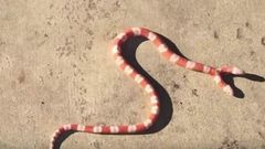 Meet the American man who owns a 'Two-Headed Albino' Snake