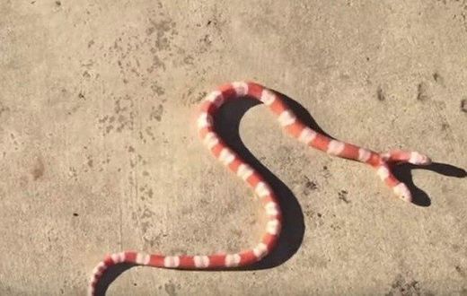 Meet the American man who owns a 'Two-Headed Albino' Snake