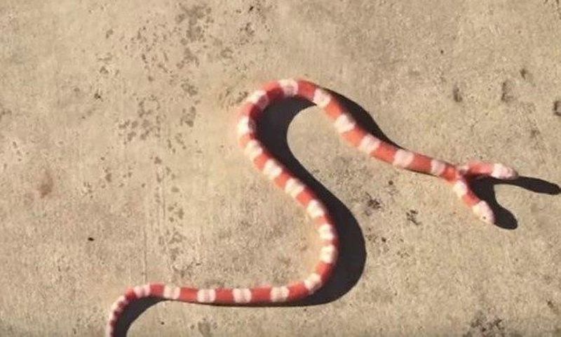 Meet the American man who owns a 'Two-Headed Albino' Snake