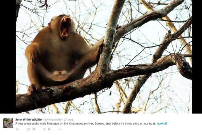 Very angry monkey - with a non - macaque little imposing genitals .