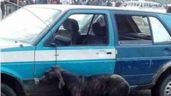 Man Reportedly Turns Dog After Alighting From Car 3