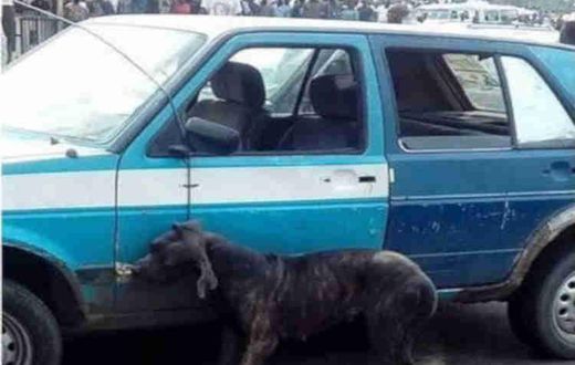 Man Reportedly Turns Dog After Alighting From Car 3