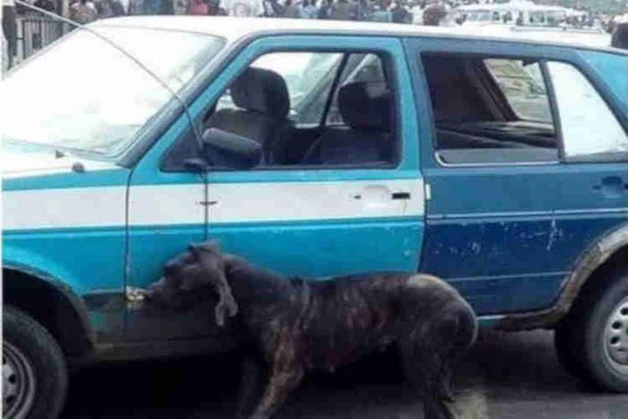 Man Reportedly Turns Dog After Alighting From Car 3