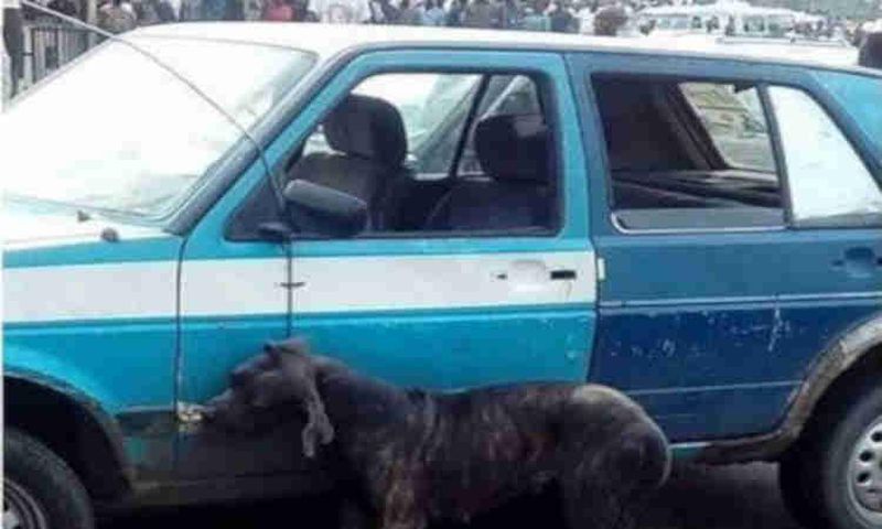 Man Reportedly Turns Dog After Alighting From Car 3