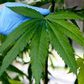 Marijuana