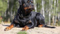 A Rottweiler.