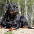 A Rottweiler.