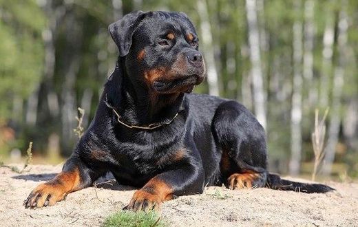 A Rottweiler.