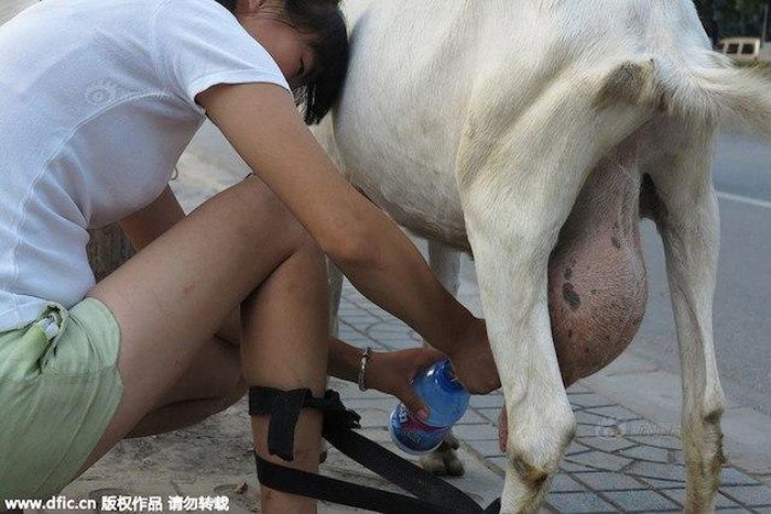 Woman squeezing milk from a goat on the street