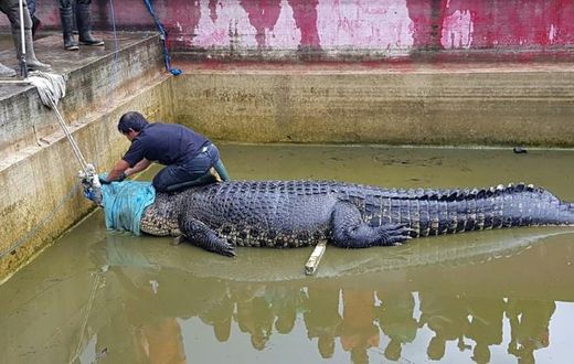 The crocodile, named Merry, killed the head of the pearl farm lab after she fell into its enclosure