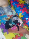 Pastor nabbed with a ‘Ghana must go’ bag full of used female panties (Video)
