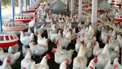 ___3977596___https:______static.pulse.com.gh___webservice___escenic___binary___3977596___2015___7___15___18___SUGUNA_POULTRY__8981f