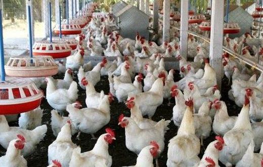 ___3977596___https:______static.pulse.com.gh___webservice___escenic___binary___3977596___2015___7___15___18___SUGUNA_POULTRY__8981f