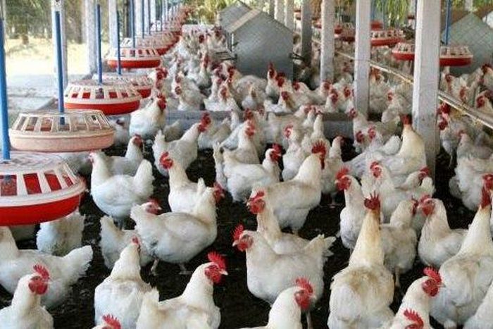 ___3977596___https:______static.pulse.com.gh___webservice___escenic___binary___3977596___2015___7___15___18___SUGUNA_POULTRY__8981f