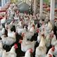 ___3977596___https:______static.pulse.com.gh___webservice___escenic___binary___3977596___2015___7___15___18___SUGUNA_POULTRY__8981f