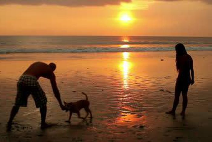 Couple playing with a dog
